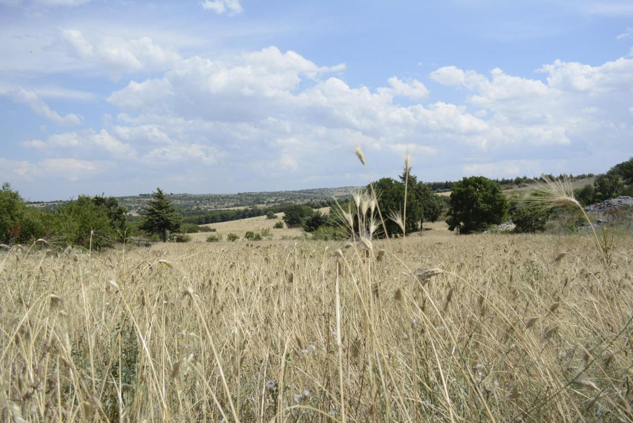 Agriturismo Poggio Ferrata Ruvo di Puglia Zewnętrze zdjęcie