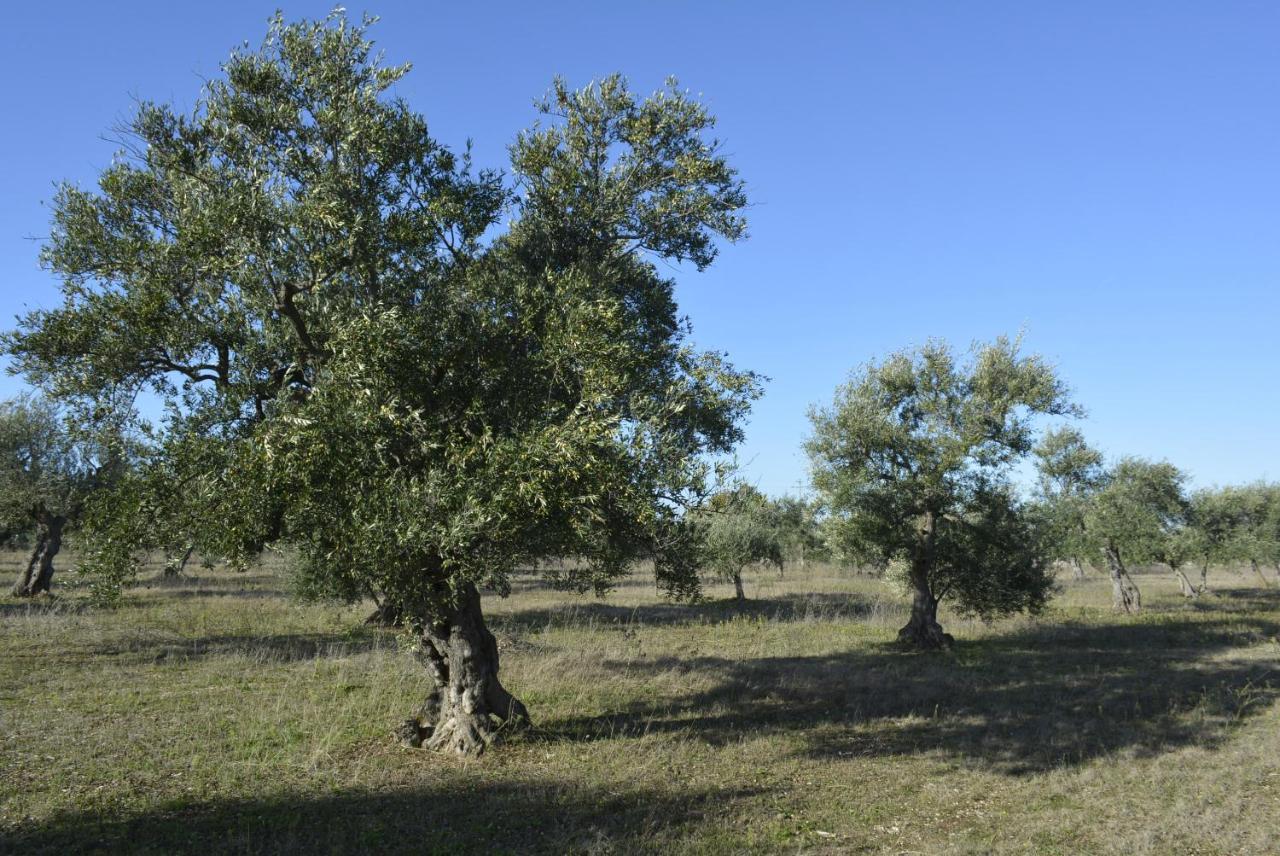 Agriturismo Poggio Ferrata Ruvo di Puglia Zewnętrze zdjęcie