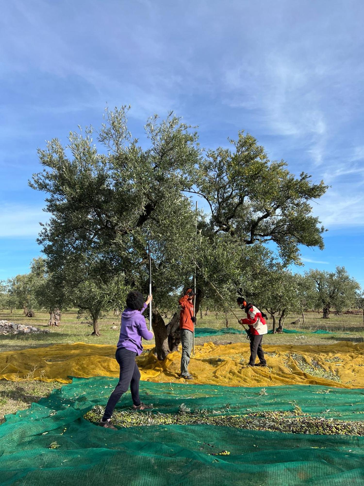 Agriturismo Poggio Ferrata Ruvo di Puglia Zewnętrze zdjęcie